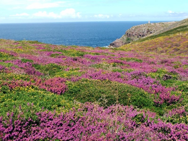 Le cap Fréhel - 2ème partie