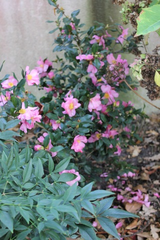 Camellia sasanqua 'Plantation Pink', à fleurs simples rose doux