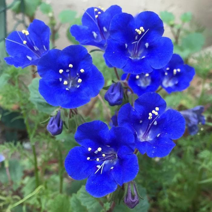 Des fleurs qui feront de votre jardin un paradis bleu