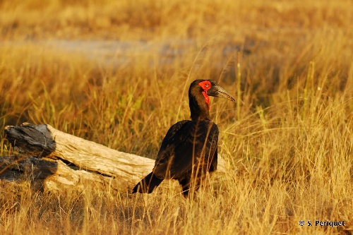 Hwange National Park