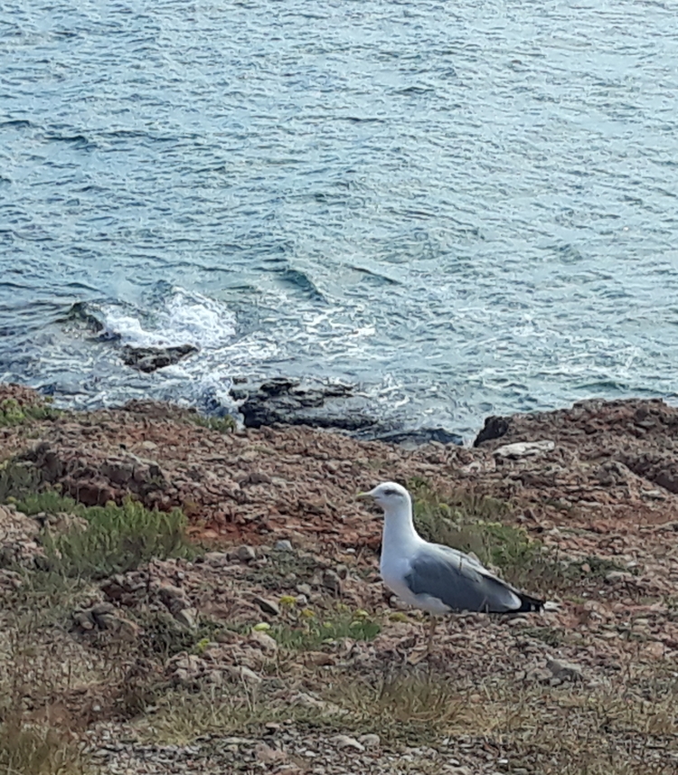 La Cornich à Sète..