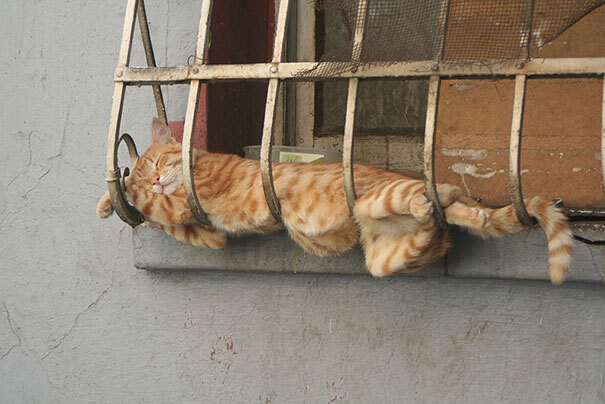 les-chats-dorment-dans-des-positions-bizarres-sommeil-insolite-7