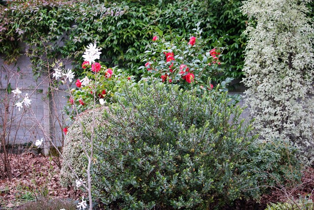 camellia japonica 'Blood of China'