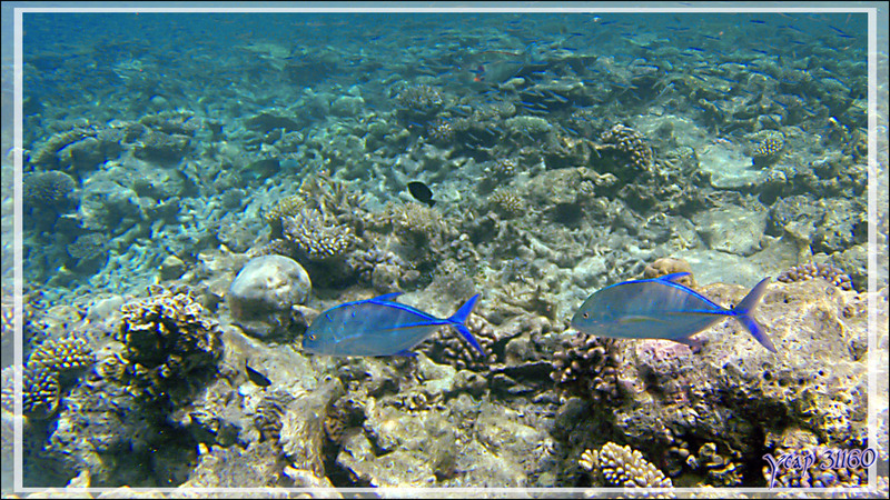 Duo de Carangues bleues, Bluefin trevally (Caranx melampygus) en bordure du tombant - Snorkeling à Athuruga - Atoll d'Ari - Maldives