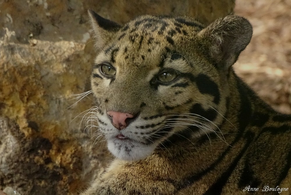 Panthère Nébuleuse