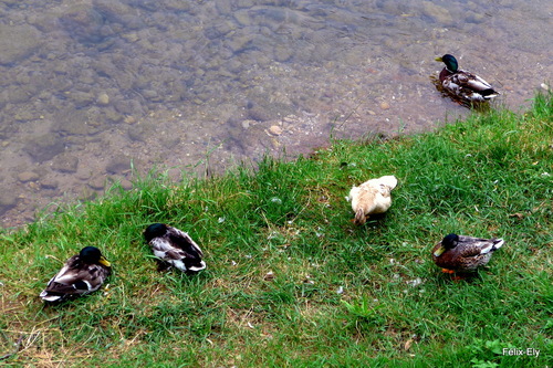 Les canards au bord de l'eau