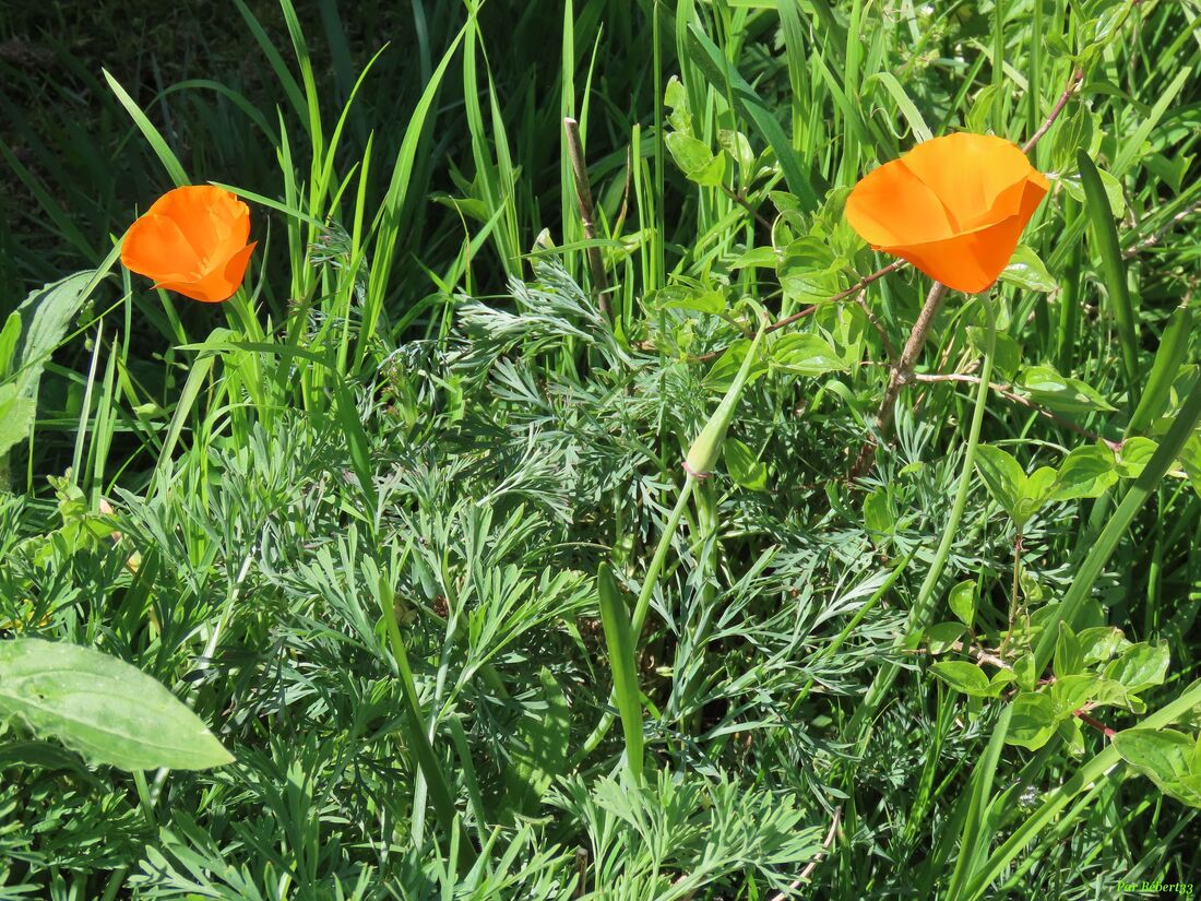 nos fleurs du jardin -3