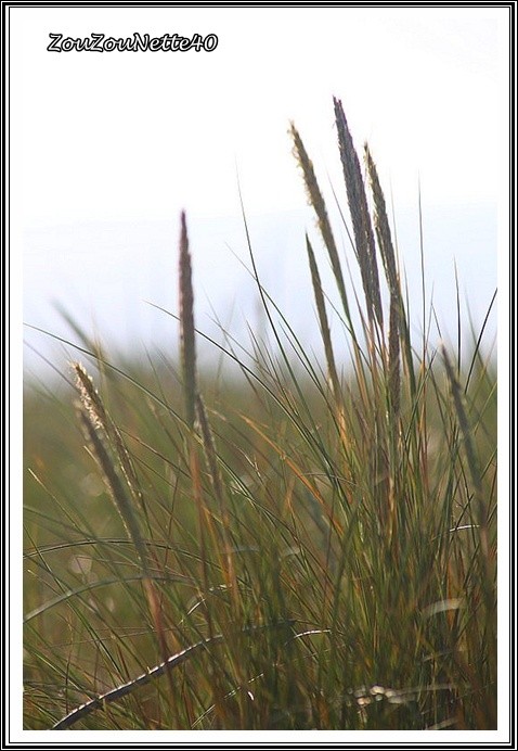 BALADE-PLAGE--N--17--29-MAI-2012-.jpg