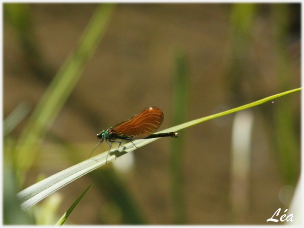 _MG_3985-demoiselle.jpg