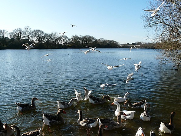 Oies-et-mouettes--04-01-10-009.jpg