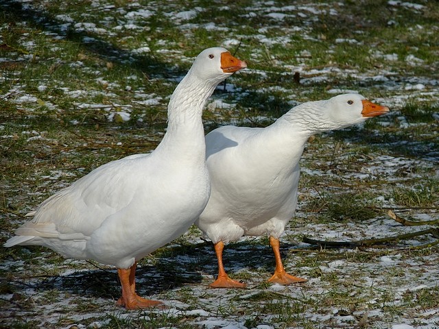 Oiseaux de Metz en hiver 30 Marc de Metz 2012