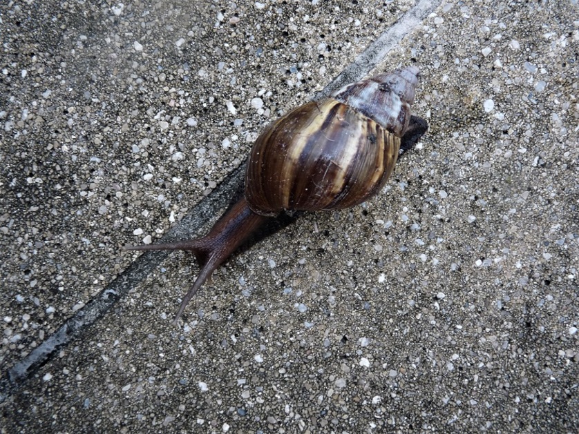 Escargots de la Réunion