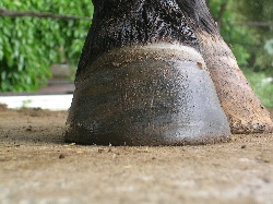 pieds nus 3 jours après le deferrage