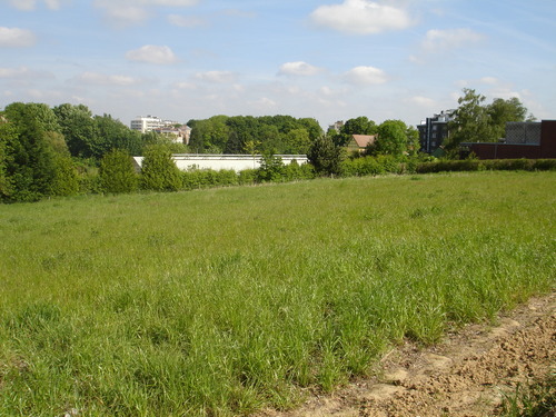 24 mai - Le champ le 16 mai