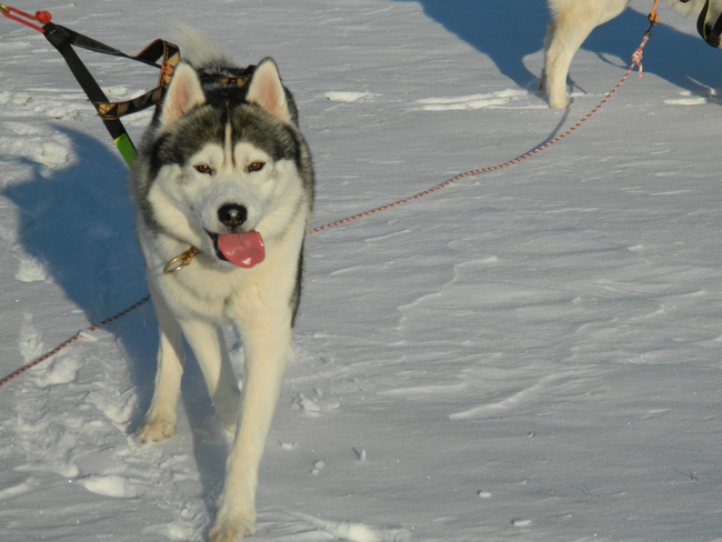 Chien des glaces