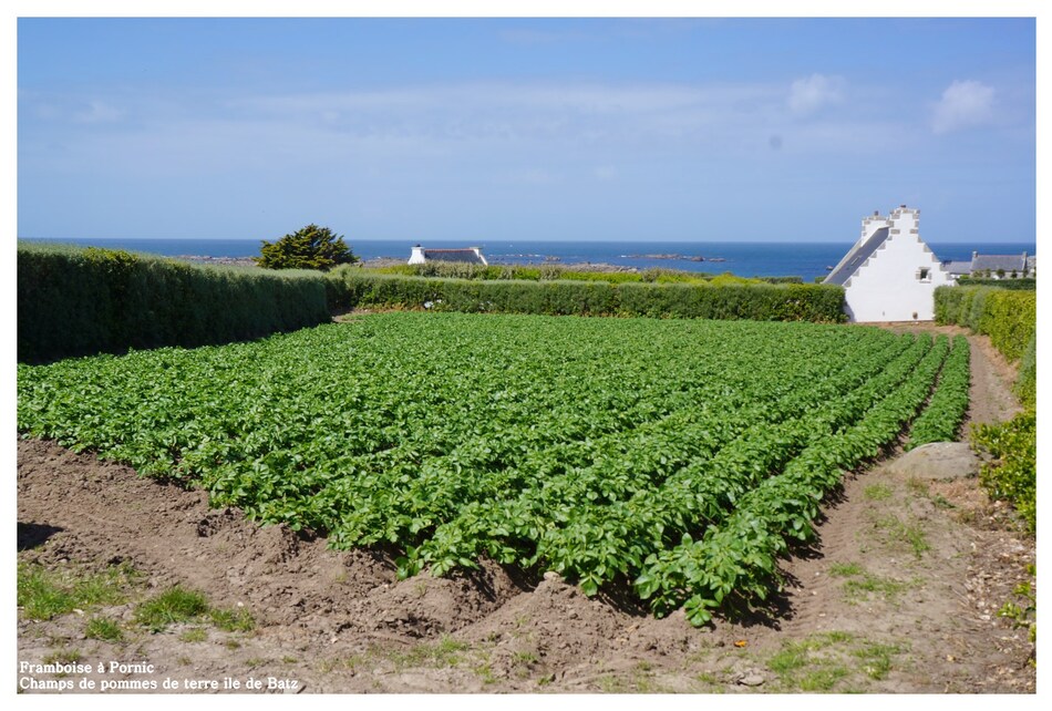 Ile de Batz Finistère nord - enez vaz -