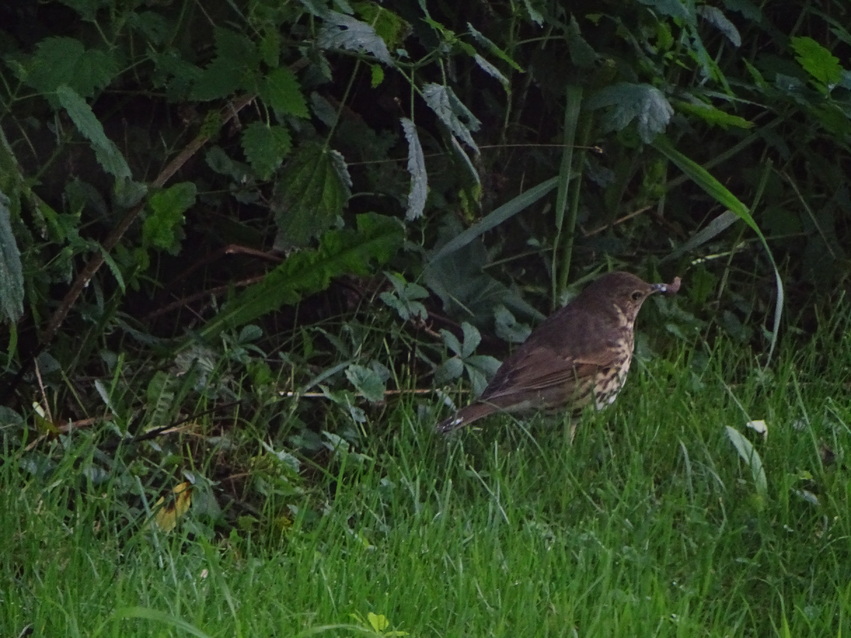 C'est la fête au jardin