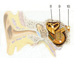 b) Le son de l'oreille au cerveau