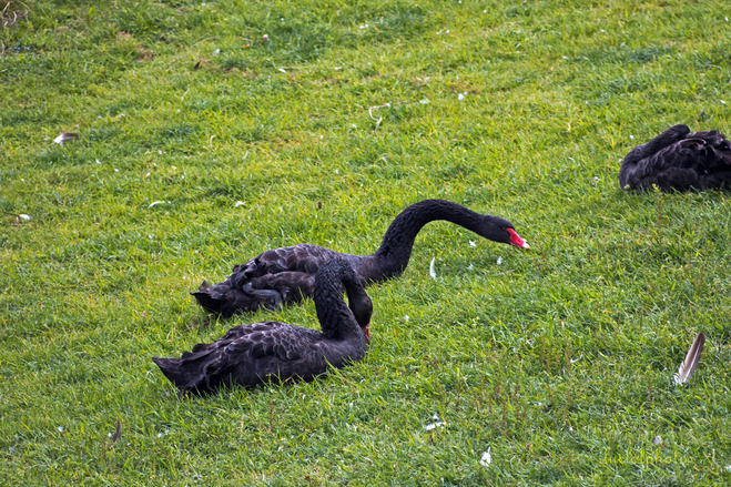 Le parc des oiseaux à Villars les Dombes -03