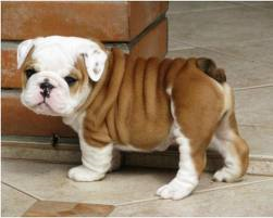 Bulldog