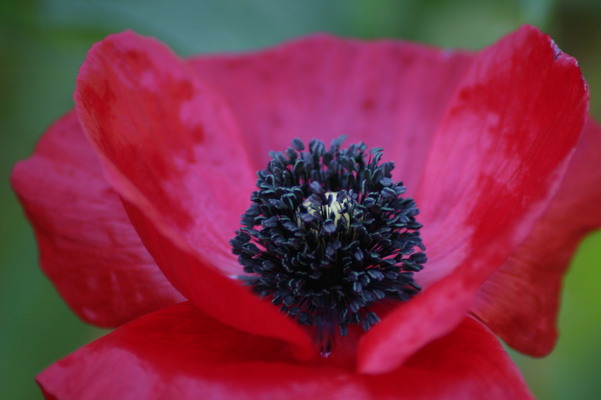 Première série de coquelicots