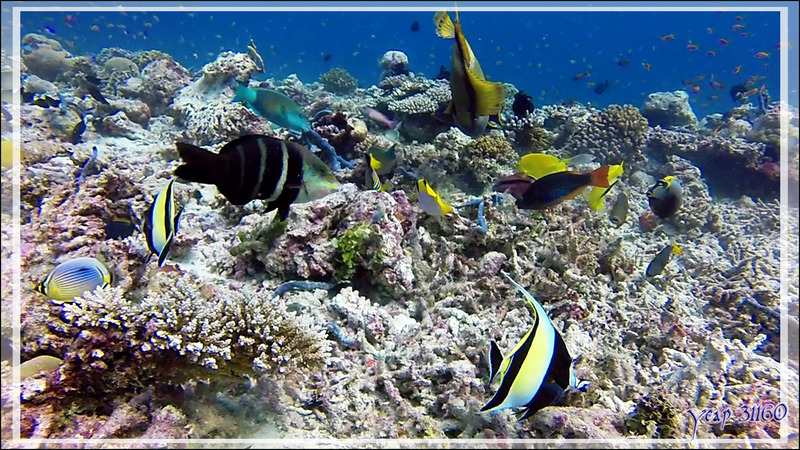 Le Titan et les pique-assiette avec en particulier des Labres tamarins à bandes noires, Barred wrasse or Thicklip wrasse (Hemigymnus fasciatus) - Athuruga Reef - Atoll d'Ari - Maldives