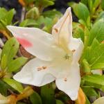 Identification par les fleurs !