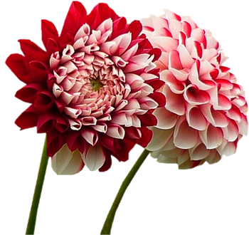 Tubes PNG de fleurs