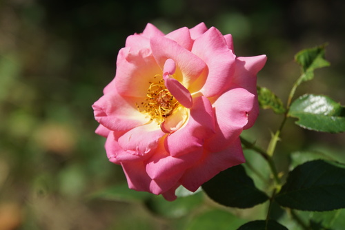 Un jour, une rose : 'Pink Paradise'