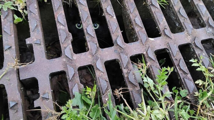 Coincés sous une grille d'égout, cette maman et ses chatons étaient dans une situation complexe