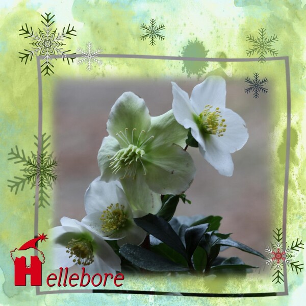 Hellebore