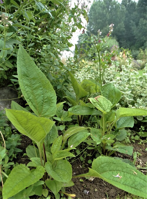 Sauges, zinnias et compagnie