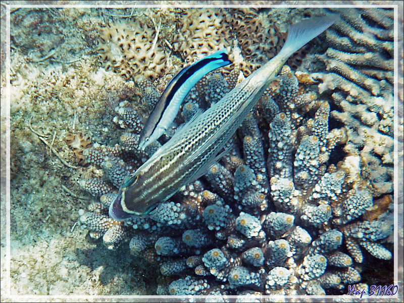 Snorkeling : Mamila arabe, Brème de mer arabe, Arabian spinecheek, Arabian monocle bream  (Scolopsis ghanam) - Nosy Tsarabanjina - Archipel Mitsio - Madagascar