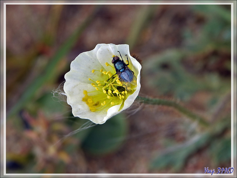 Le Pavot arctique blanc et la Mouche bleue, White arctic poppy and the blue fly (Papaver radicatum) - Pond Inlet - Baffin Island - Nunavut - Canada