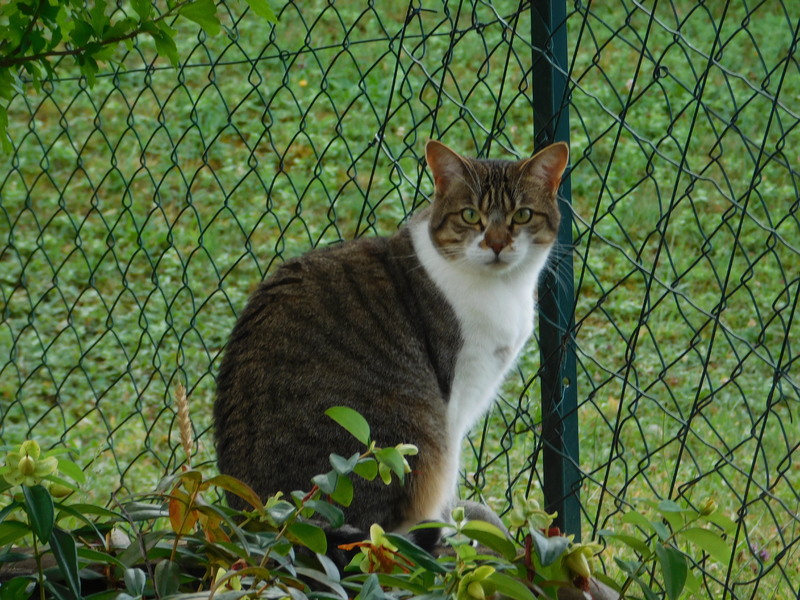 * Mon adorable féline *