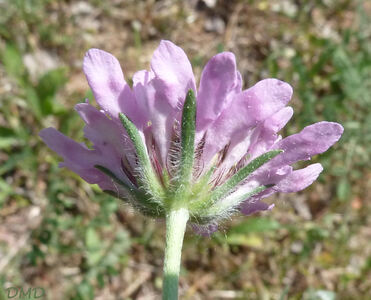 Scabiosa atropurpurea subsp. maritima - scabieuse maritime