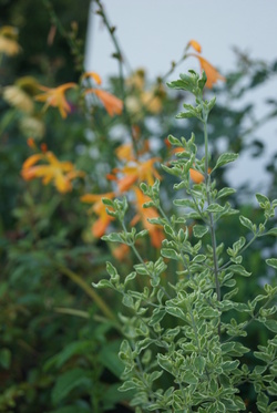 menthe australienne panachée - Prostanthera ovalifolia ' Variegata '