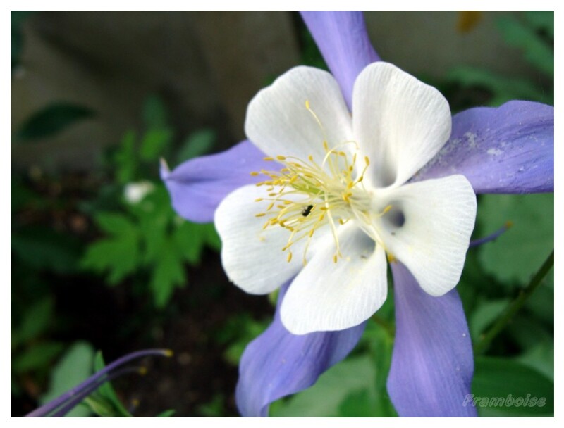 Ancolie bleue du jardin 2016