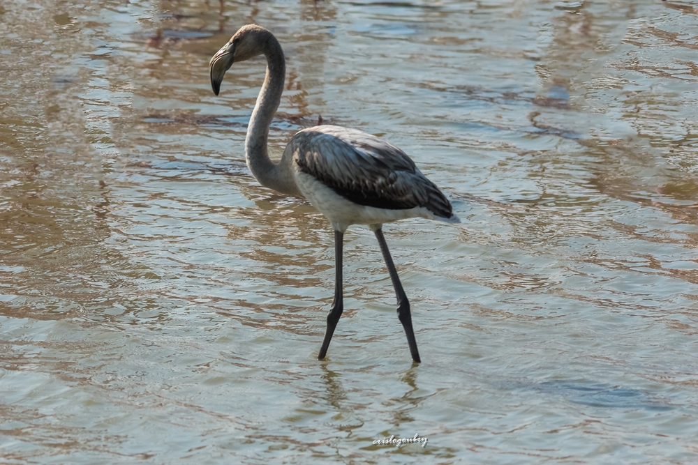 Flamants....