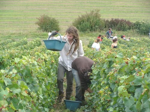 Les vendanges chez Sylvain Bouhélier...