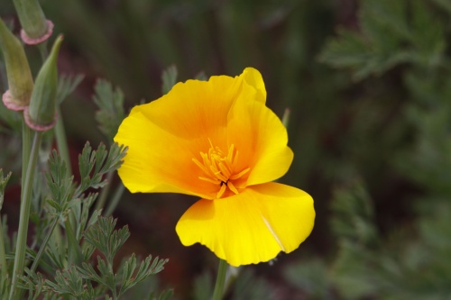 Fleurs de primtemps