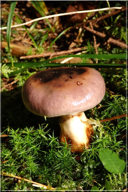 Automne savoyard : quelques champignons...