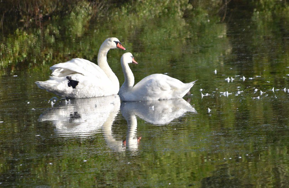 Un couple de cygnes blancs en septembre 2020...