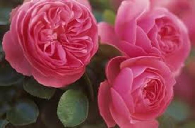 commande de rosier chez meilland (il a tant de belles roses,le choix est dur à faire)