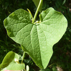 Aristolochia clematitis - aristoloche clématite