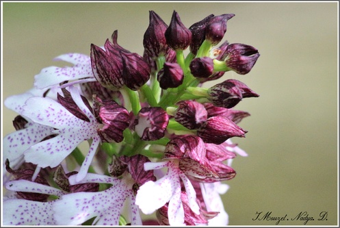 Orchis purpurea