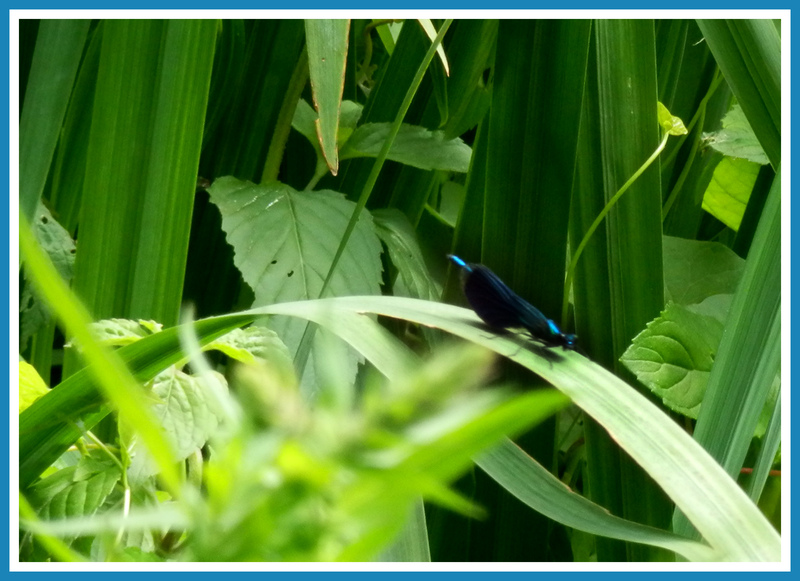 Riviere.Papillons et libellules.Images gratuites.