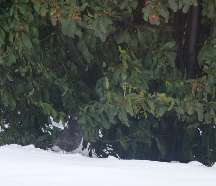 Les oiseaux dans la neige