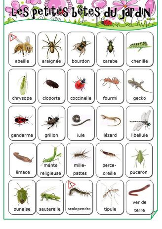 Défi du vendredi 27 mars : la chasse aux insectes ! 