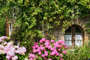                                       **   LES HORTENSIAS en AOUT **